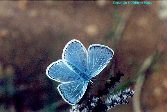Azur� m�le