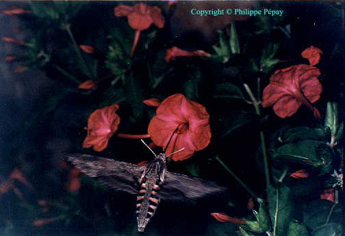 Sphinx du pin